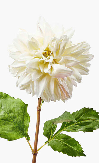 Dahlia Stem