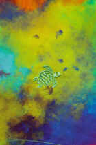 Printed Colored Shirt