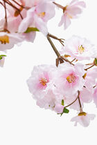 Cherry Blossom Spray