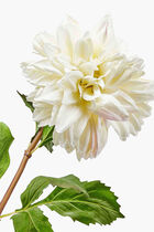 زهرة أضاليا الاصطناعية