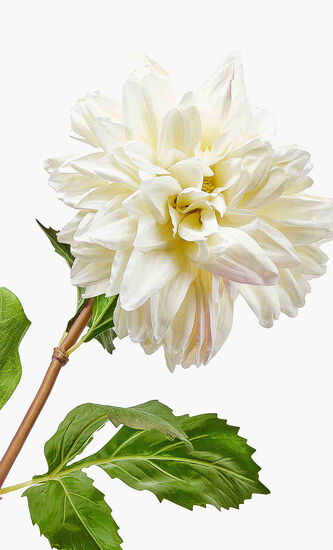 Dahlia Stem