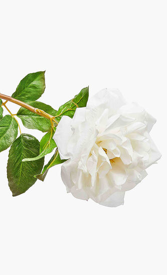 Rose Stem