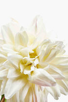 زهرة أضاليا الاصطناعية