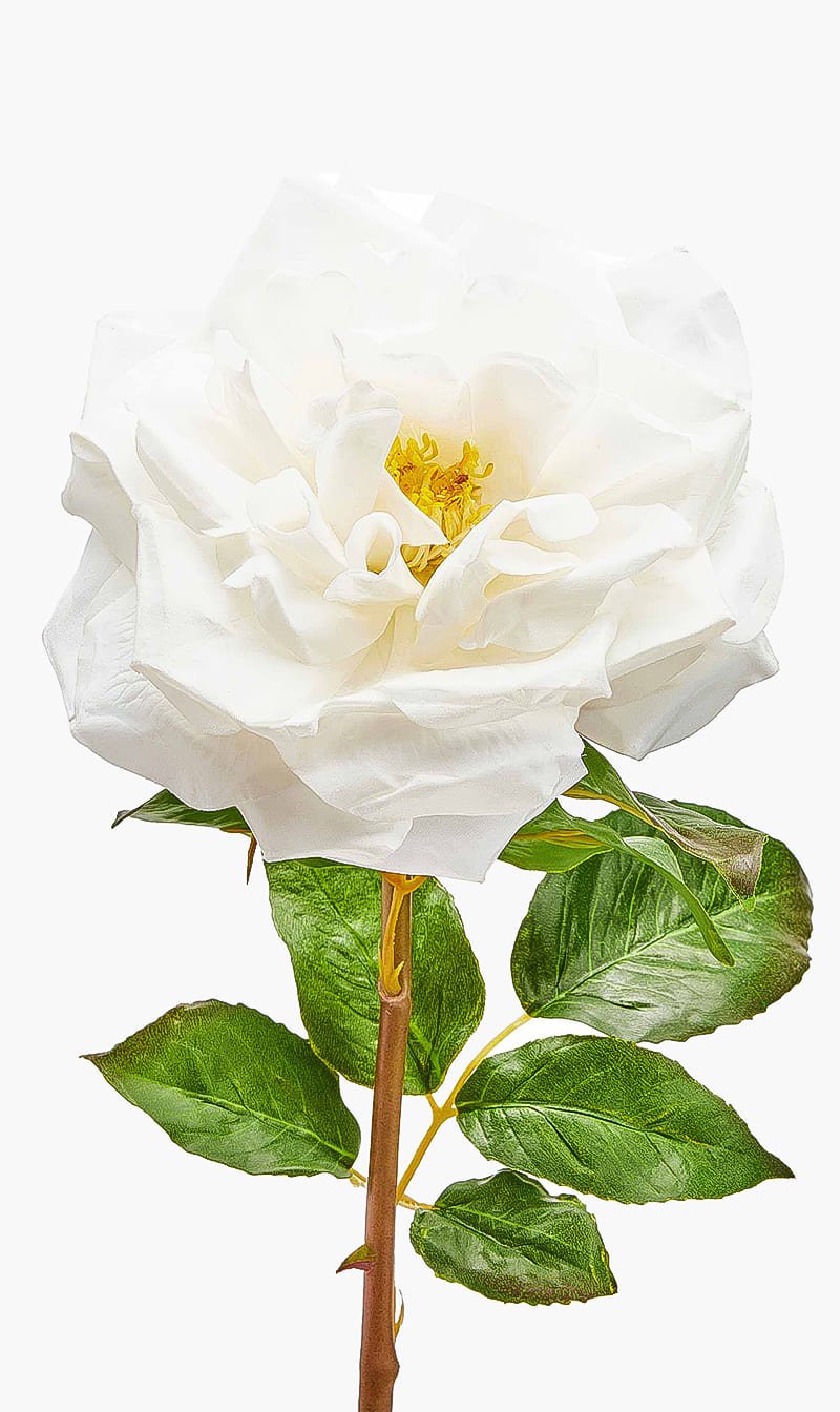 

Silk-ka White Rose Stem | The Deal Outlet